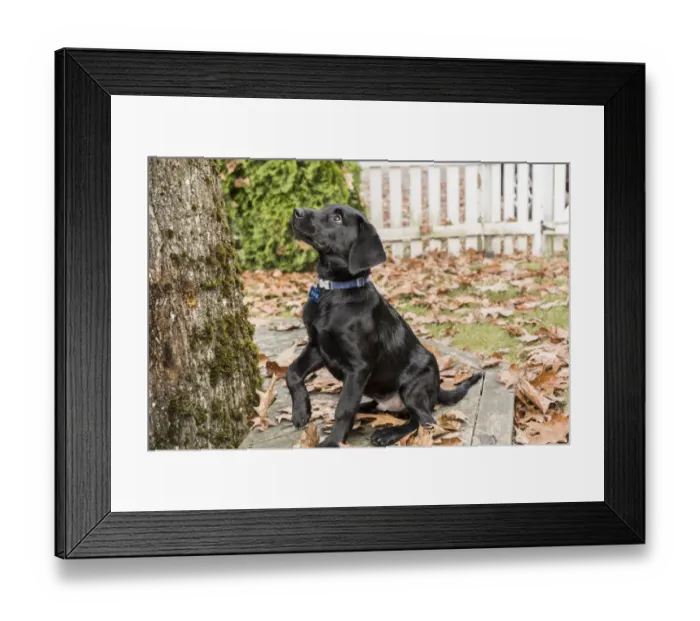 Framed Print : Bellevue, Washington State, USA. Three month old black Labrador Retriever puppy begging Framed Print : Bellevue, Washington State, USA. Three month old black Labrador Retriever puppy begging