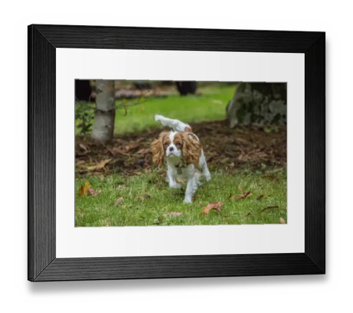 Framed Print : Issaquah, Washington State, USA. Six month old Cavalier King Charles Spaniel puppy Framed Print : Issaquah, Washington State, USA. Six month old Cavalier King Charles Spaniel puppy