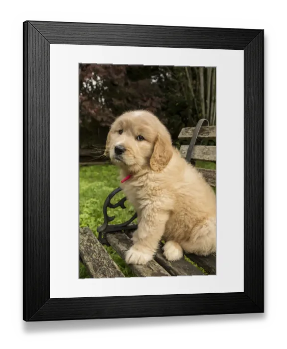 Framed Print : Issaquah, Washington State, USA. Cute seven week Goldendoodle puppy sitting on a Framed Print : Issaquah, Washington State, USA. Cute seven week Goldendoodle puppy sitting on a