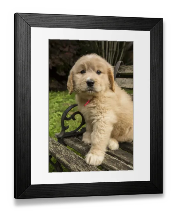 Framed Print : Issaquah, Washington State, USA. Cute seven week Goldendoodle puppy sitting on a Framed Print : Issaquah, Washington State, USA. Cute seven week Goldendoodle puppy sitting on a