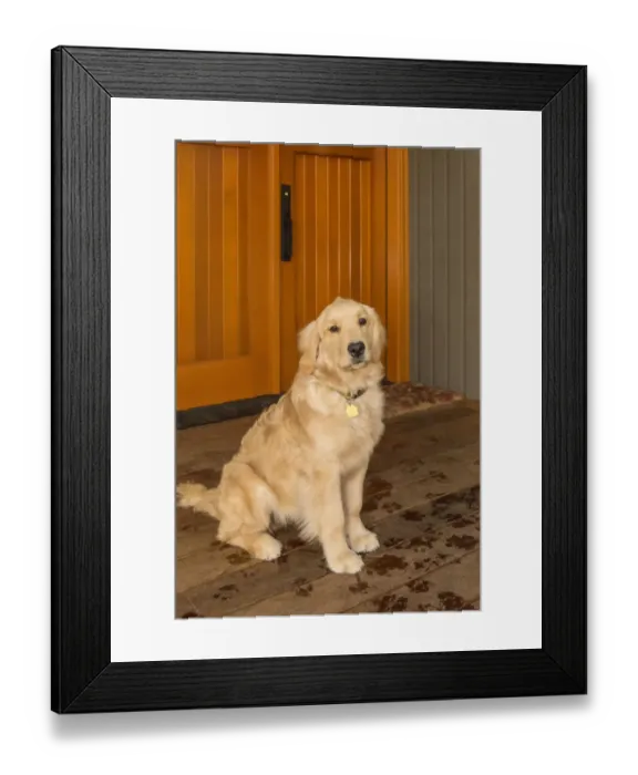 Framed Print : Issaquah, Washington State, USA. Four month old Golden Retriever puppy posing by