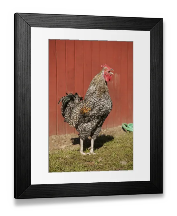 Framed Print : Carnation, Washington State, USA. Hybrid Black Leghorn and Rhode Island Red rooster. (PR) Framed Print : Carnation, Washington State, USA. Hybrid Black Leghorn and Rhode Island Red rooster. (PR)