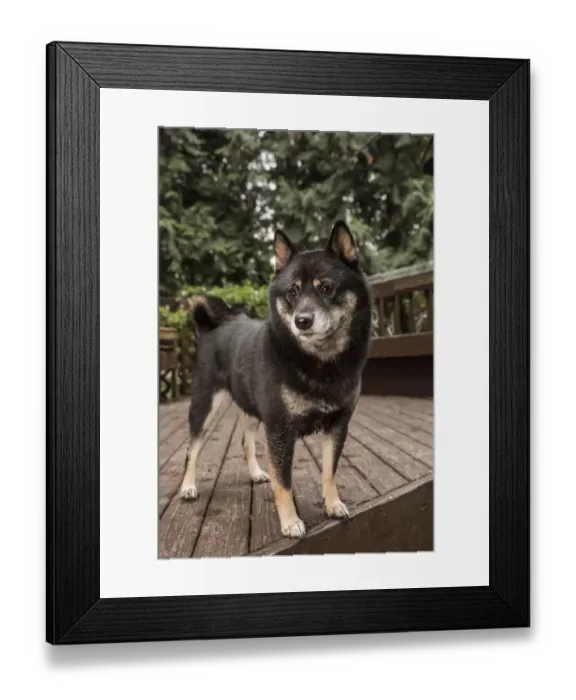 Framed Print : Issaquah, Washington State, USA. Portrait of a three year old Shiba Inu dog posing on a wooden deck Framed Print : Issaquah, Washington State, USA. Portrait of a three year old Shiba Inu dog posing on a wooden deck