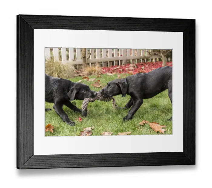 Framed Print : Bellevue, Washington State, USA. Three month old black Labrador Retriever puppies Framed Print : Bellevue, Washington State, USA. Three month old black Labrador Retriever puppies