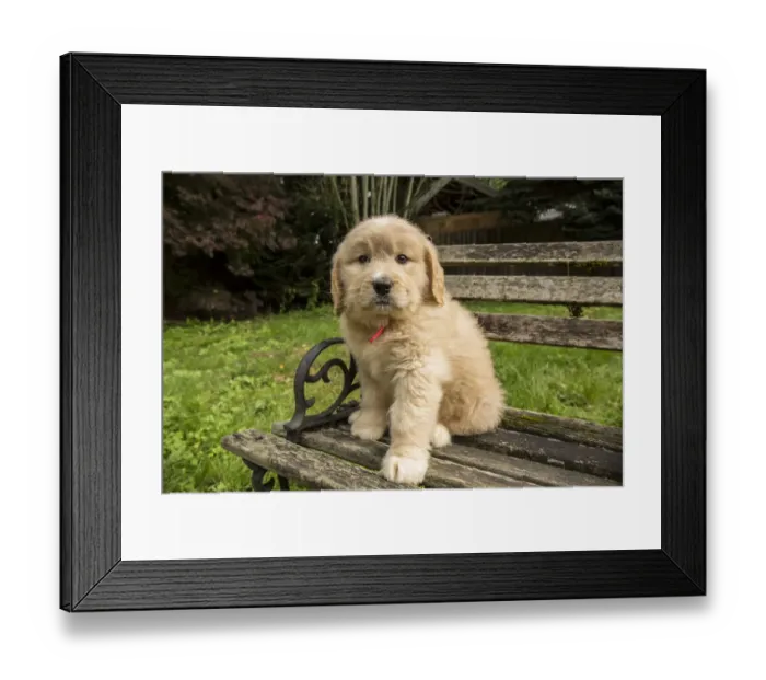 Framed Print : Issaquah, Washington State, USA. Cute seven week Goldendoodle puppy sitting on a Framed Print : Issaquah, Washington State, USA. Cute seven week Goldendoodle puppy sitting on a
