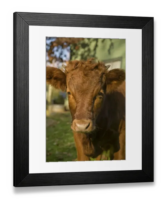 Framed Print : Snoqualmie, Washington State, USA. Baby red cow. (PR) Framed Print : Snoqualmie, Washington State, USA. Baby red cow. (PR)