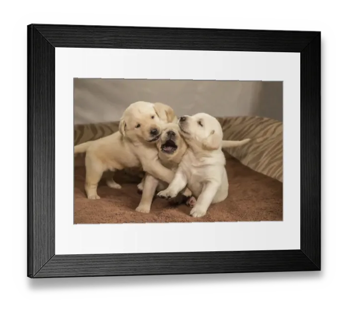 Framed Print : Litter of one month old Yellow Labrador puppies playing. (PR) Framed Print : Litter of one month old Yellow Labrador puppies playing. (PR)