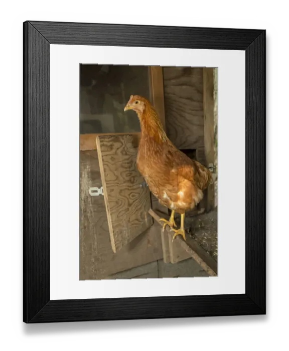 Framed Print : Issaquah, Washington State, USA. Red Star (or Golden Buff, Comet, Golden Comet, Golden Sex Link Framed Print : Issaquah, Washington State, USA. Red Star (or Golden Buff, Comet, Golden Comet, Golden Sex Link