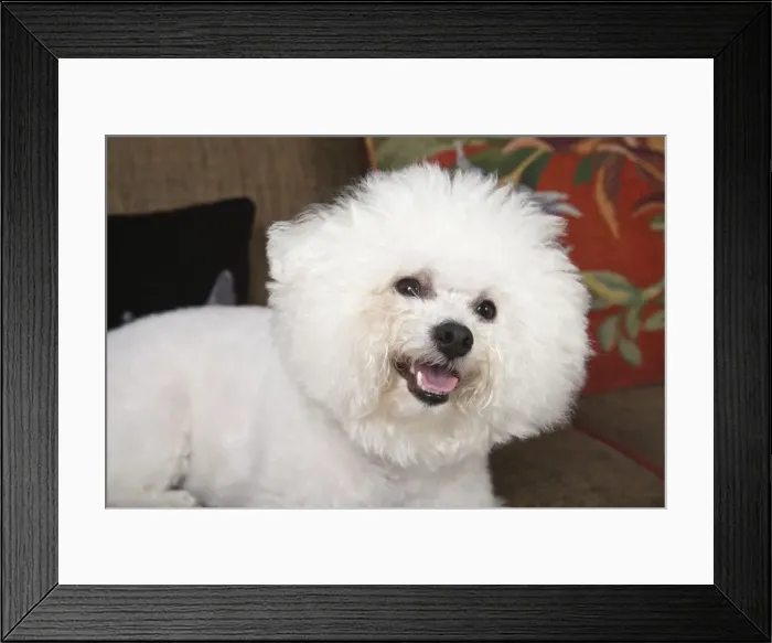 Framed Print : Bichon Frise dog lying on the couch looking happy. (PR) Framed Print : Bichon Frise dog lying on the couch looking happy. (PR)