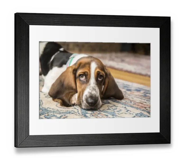 Framed Print : Three month old Basset puppy looking forlorn as she reclines on an area rug in (PR) Framed Print : Three month old Basset puppy looking forlorn as she reclines on an area rug in (PR)