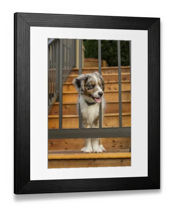 Framed Print : Sammamish, Washington State, USA. Three month old Blue Merle Australian Shepherd