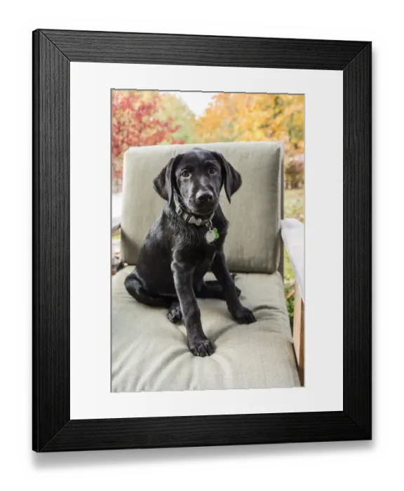 Framed Print : Bellevue, Washington State, USA. Three month old black Labrador Retriever puppy posing Framed Print : Bellevue, Washington State, USA. Three month old black Labrador Retriever puppy posing