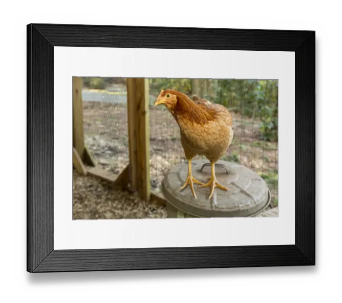 Framed Print : Issaquah, Washington State, USA. Red Star (or Golden Buff, Comet, Golden Comet, Golden Sex Link
