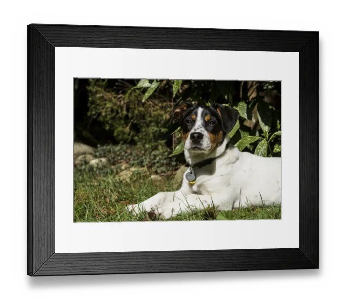 Framed Print : Issaquah, Washington. Four month old Fox Terrier Hound mixed breed puppy resting Framed Print : Issaquah, Washington. Four month old Fox Terrier Hound mixed breed puppy resting