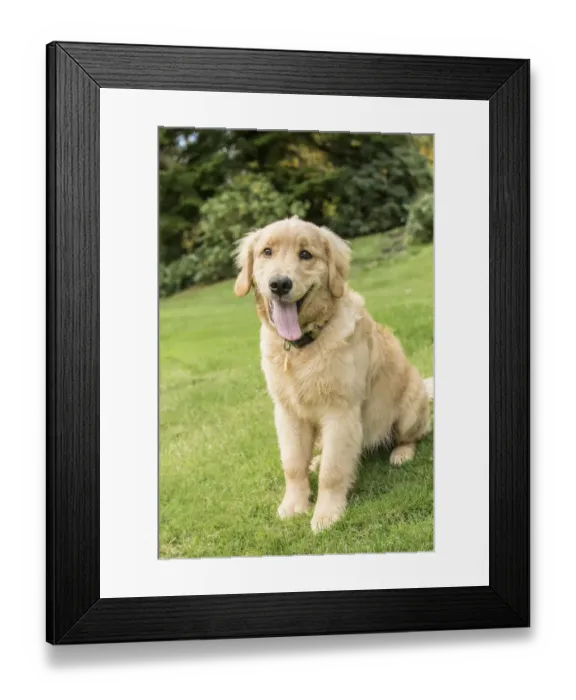 Framed Print : Issaquah, Washington State, USA. Four month old Golden Retriever puppy posing on her lawn Framed Print : Issaquah, Washington State, USA. Four month old Golden Retriever puppy posing on her lawn