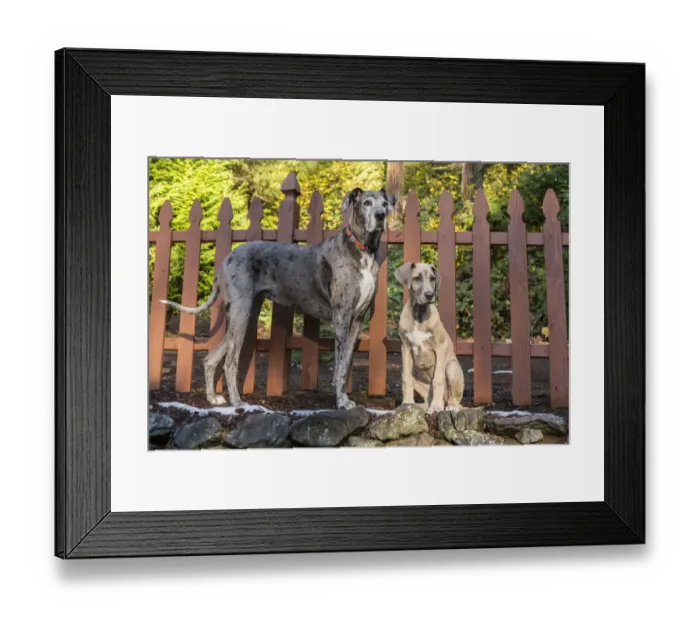 Framed Print : Issaquah, Washington State, USA. Great Dane puppy and her companion adult playing Framed Print : Issaquah, Washington State, USA. Great Dane puppy and her companion adult playing