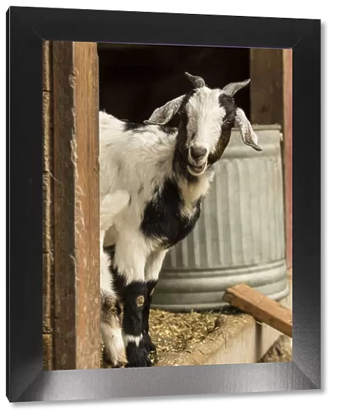 Issaquah, Washington State, USA. Mixed breed Nubian and Boer female (doe) goat standing