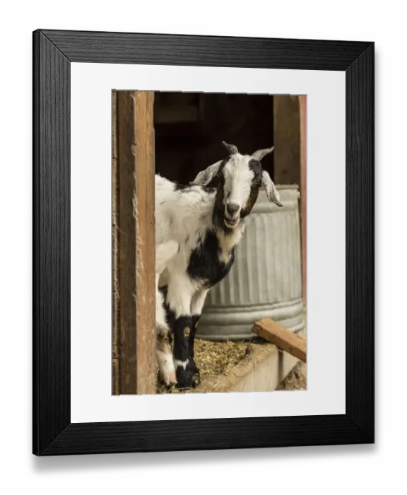 Framed Print : Issaquah, Washington State, USA. Mixed breed Nubian and Boer female (doe) goat standing Framed Print : Issaquah, Washington State, USA. Mixed breed Nubian and Boer female (doe) goat standing