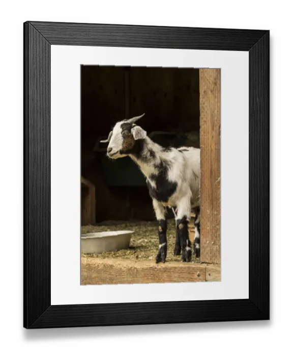 Framed Print : Issaquah, Washington State, USA. Adult doe mixed breed Nubian and Boer goat looking