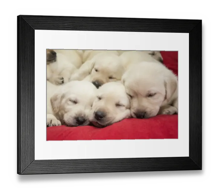 Framed Print : Litter of one month old Yellow Labrador puppies. (PR)