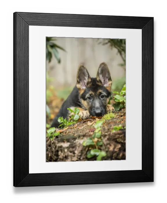 Framed Print : Issaquah, Washington State, USA. Three month old German Shepherd acting shy as she Framed Print : Issaquah, Washington State, USA. Three month old German Shepherd acting shy as she