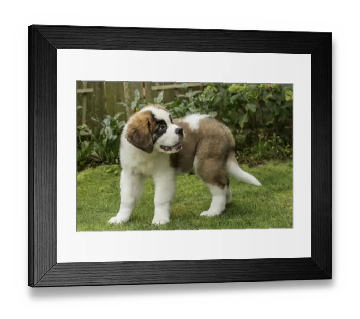 Framed Print : Renton, Washington State, USA. Portrait of a three month old Saint Bernard puppy Framed Print : Renton, Washington State, USA. Portrait of a three month old Saint Bernard puppy