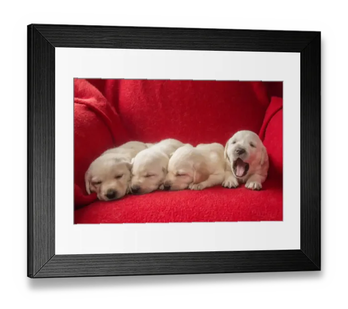 Framed Print : Litter of one month old Yellow Labrador puppies. (PR)