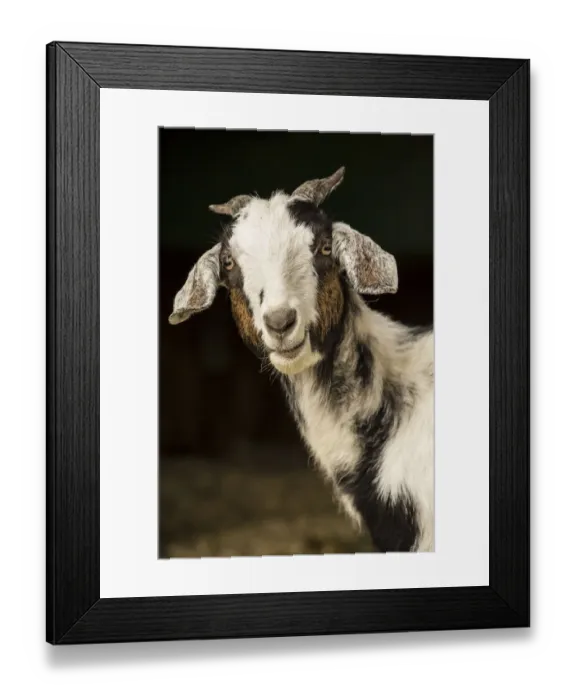 Framed Print : Issaquah, Washington State, USA. Mixed breed Nubian and Boer adult doe goat looking Framed Print : Issaquah, Washington State, USA. Mixed breed Nubian and Boer adult doe goat looking