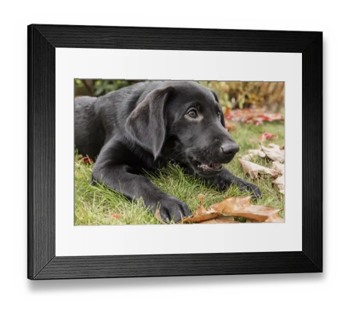 Framed Print : Bellevue, Washington State, USA. Portrait of a three month old black Labrador Retriever Framed Print : Bellevue, Washington State, USA. Portrait of a three month old black Labrador Retriever