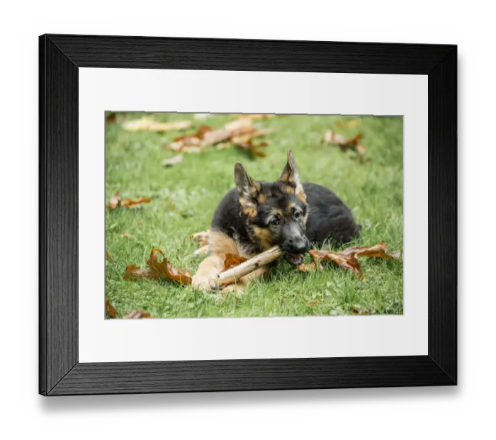 Framed Print : Issaquah, Washington State, USA. Three month old German Shepherd chewing on a stick in her yard Framed Print : Issaquah, Washington State, USA. Three month old German Shepherd chewing on a stick in her yard