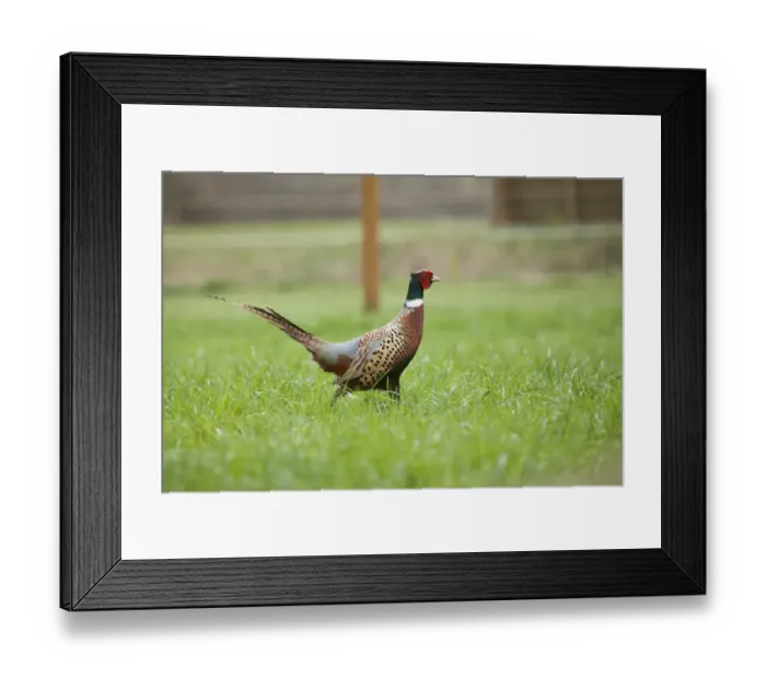Framed Print : Fall City, Washington State, USA. Male Ring-necked Pheasant at liberty on a farm. (PR)
