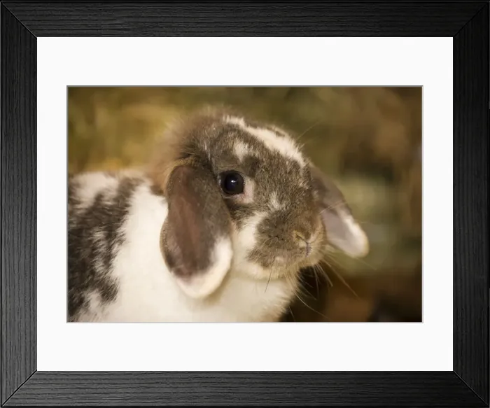 Framed Print : Lop Eared bunny sitting on a bale of hay. (PR)