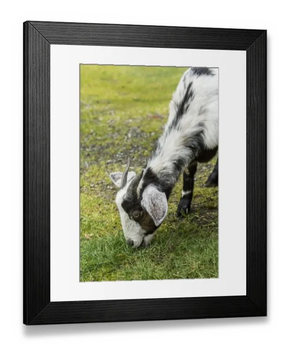 Framed Print : Issaquah, Washington State, USA. Adult doe mixed breed Nubian and Boer goat grazing on grass