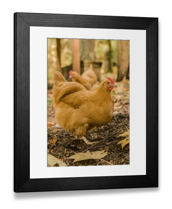 Framed Print : Issaquah, Washington State, USA. Free-ranging Buff Orpington chickens. (PR) Framed Print : Issaquah, Washington State, USA. Free-ranging Buff Orpington chickens. (PR)