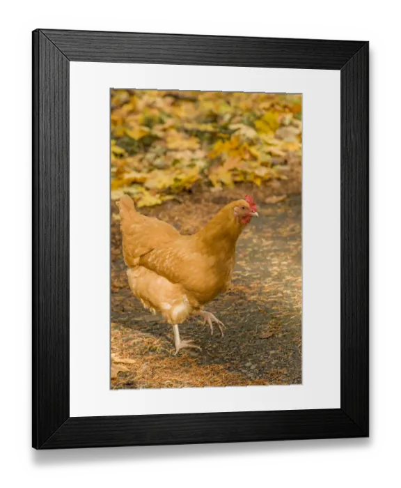 Framed Print : Issaquah, Washington State, USA. Free-ranging Buff Orpington chicken. (PR)