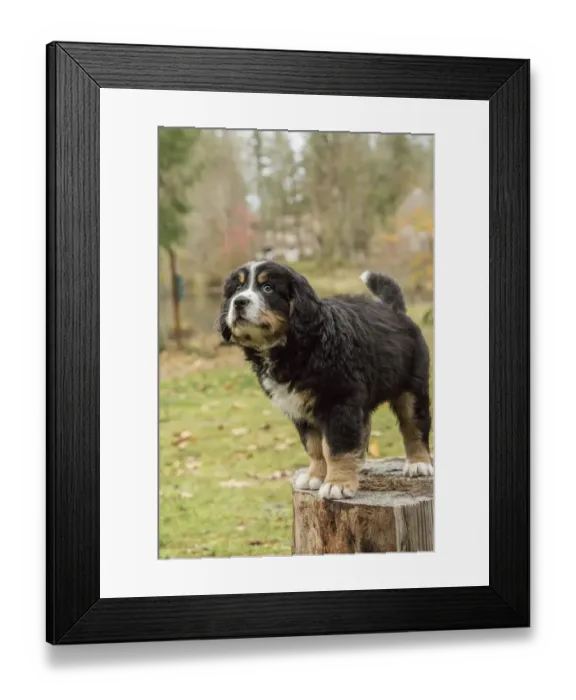 Framed Print : North Bend, Washington State, USA. Ten week old Bernese Mountain puppy standing Framed Print : North Bend, Washington State, USA. Ten week old Bernese Mountain puppy standing