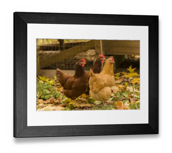 Framed Print : Issaquah, Washington State, USA. Free-ranging Buff Orpington and Rhode Island Red Framed Print : Issaquah, Washington State, USA. Free-ranging Buff Orpington and Rhode Island Red