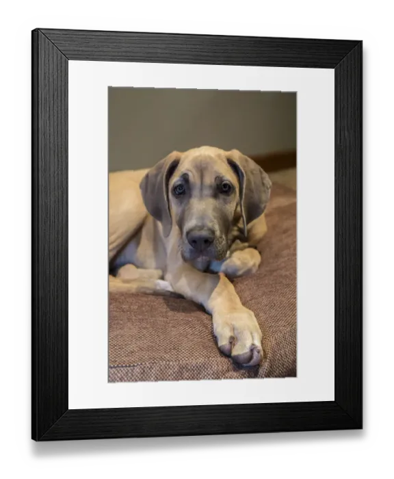 Framed Print : Great Dane puppy resting on her bed. (PR) Framed Print : Great Dane puppy resting on her bed. (PR)
