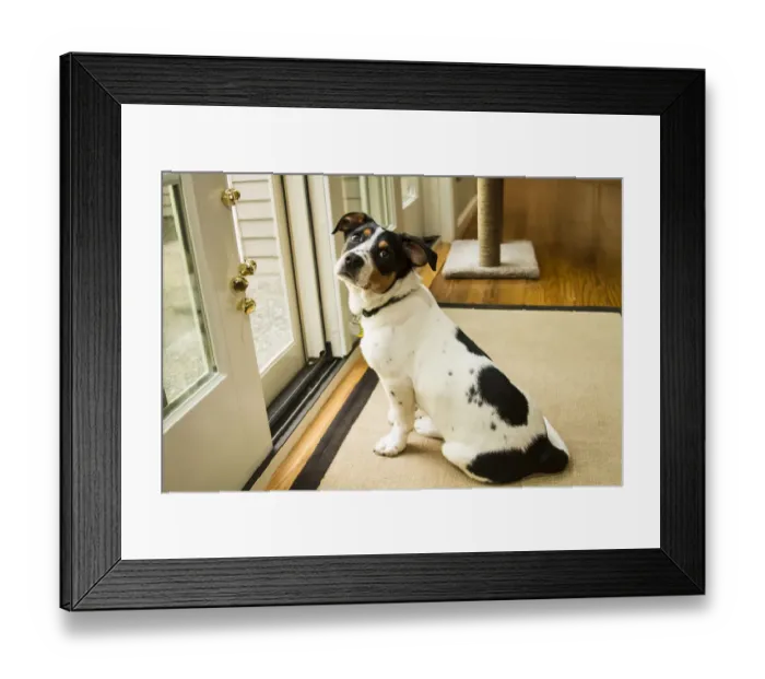 Framed Print : Four month old Fox Terrier Hound mixed breed puppy waiting at the door to go outside Framed Print : Four month old Fox Terrier Hound mixed breed puppy waiting at the door to go outside