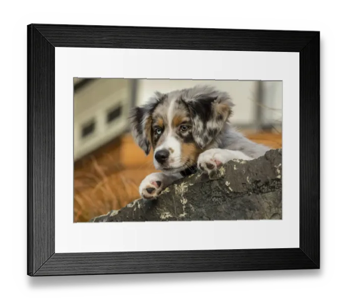 Framed Print : Sammamish, Washington State, USA. Three month old Blue Merle Australian Shepherd puppy resting Framed Print : Sammamish, Washington State, USA. Three month old Blue Merle Australian Shepherd puppy resting