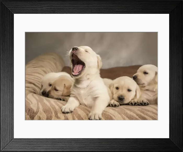 Framed Print : Litter of one month old Yellow Labrador puppies. (PR) Framed Print : Litter of one month old Yellow Labrador puppies. (PR)