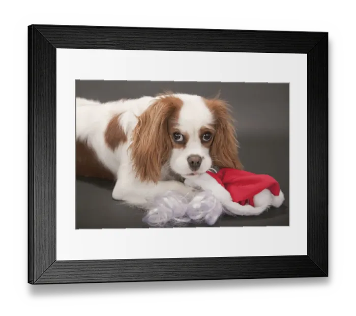 Framed Print : Portrait of a 9 month old Cavalier King Charles Spaniel who is being mischievous