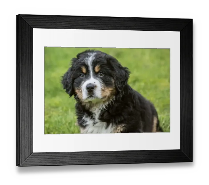 Framed Print : North Bend, Washington State, USA. Ten week old Bernese Mountain puppy sitting in the park Framed Print : North Bend, Washington State, USA. Ten week old Bernese Mountain puppy sitting in the park