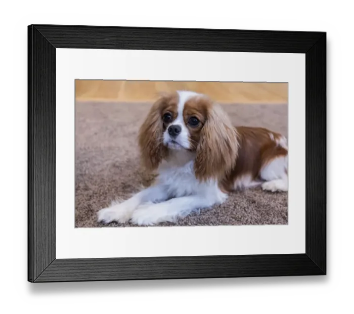 Framed Print : Cavalier King Charles Spaniel puppy reclining on the carpet. (PR) Framed Print : Cavalier King Charles Spaniel puppy reclining on the carpet. (PR)