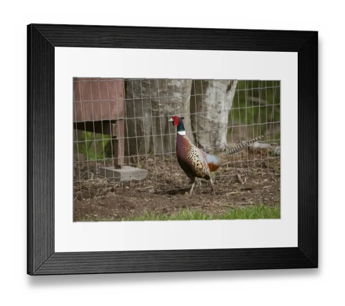 Framed Print : Fall City, Washington State, USA. Male Ring-necked Pheasant at liberty on a farm. (PR) Framed Print : Fall City, Washington State, USA. Male Ring-necked Pheasant at liberty on a farm. (PR)