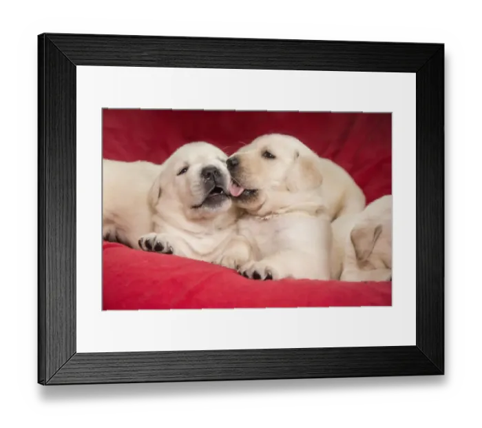 Framed Print : Litter of one month old Yellow Labrador puppies. (PR)