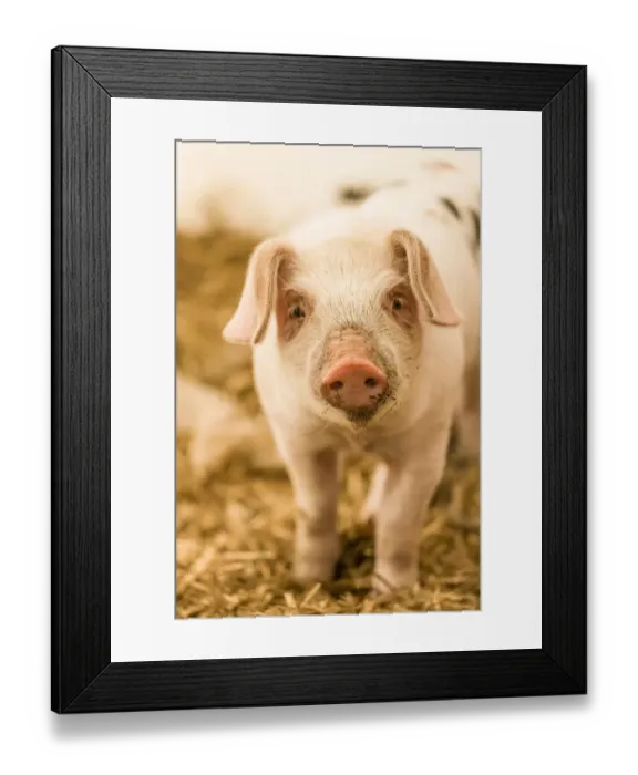 Framed Print : Carnation, Washington State, USA. Gloucestershire Old Spots piglet standing in a