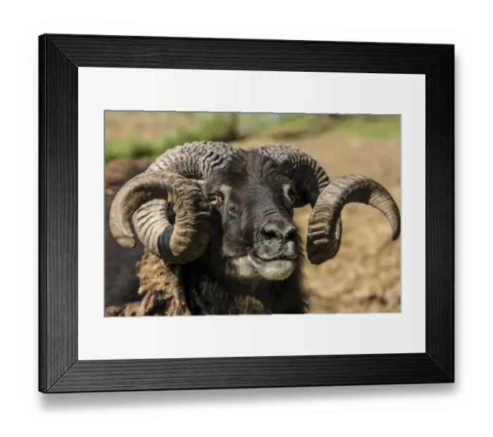 Framed Print : Carnation, Washington State, USA. Portrait of an Icelandic heritage breed of sheep bred for meat