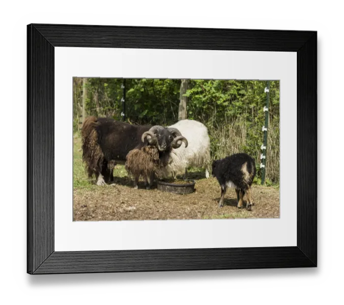 Framed Print : Carnation, Washington State, USA. Icelandic heritage breed of sheep bred for meat Framed Print : Carnation, Washington State, USA. Icelandic heritage breed of sheep bred for meat