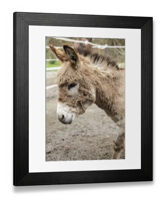 Framed Print : Fall City, Washington State, USA. Portrait of a Miniature Mediterranean Donkey foal. (PR) Framed Print : Fall City, Washington State, USA. Portrait of a Miniature Mediterranean Donkey foal. (PR)